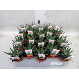 Haworthia fasciata 'Concolor'