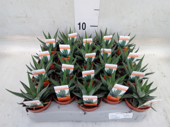 <h4>Haworthia fasciata 'Concolor'</h4>