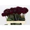 Dahlia Black Fox