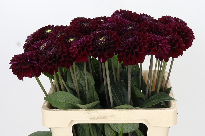 <h4>Dahlia Black Fox</h4>