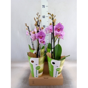 Phalaenopsis   ...rose