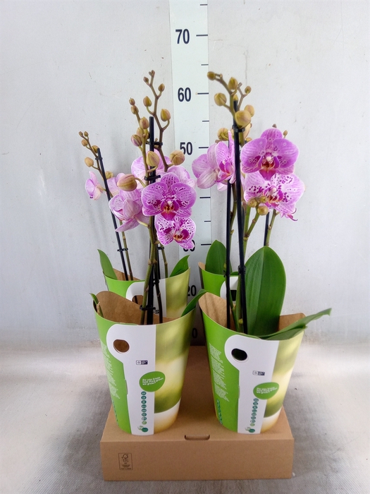 <h4>Phalaenopsis   ...rose</h4>