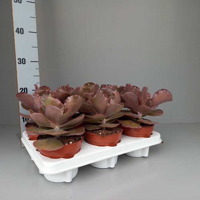 Echeveria   ...mix