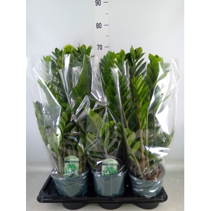 Zamioculcas zamiifolia