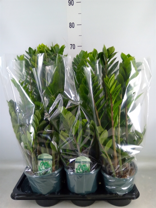 <h4>Zamioculcas zamiifolia</h4>