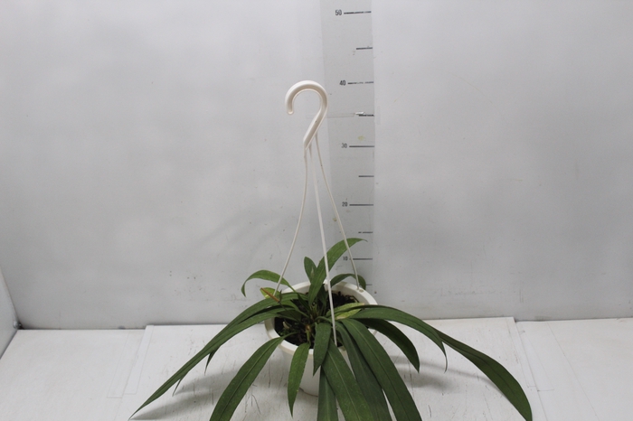 <h4>ANTHURIUM VITTARIFOLIUM P17</h4>