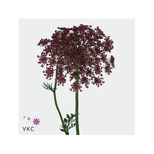 Daucus dara