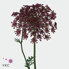 <h4>Daucus dara</h4>