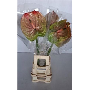 Anthurium AN2656036