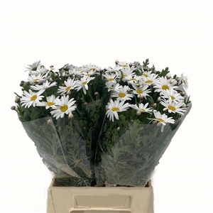 Margriet