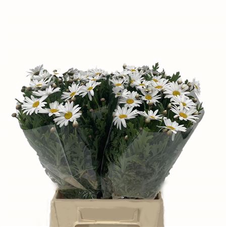 <h4>Margriet</h4>