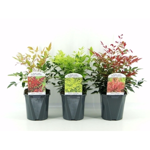 Nandina domestica