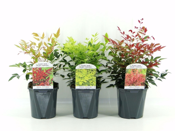 <h4>Nandina domestica</h4>