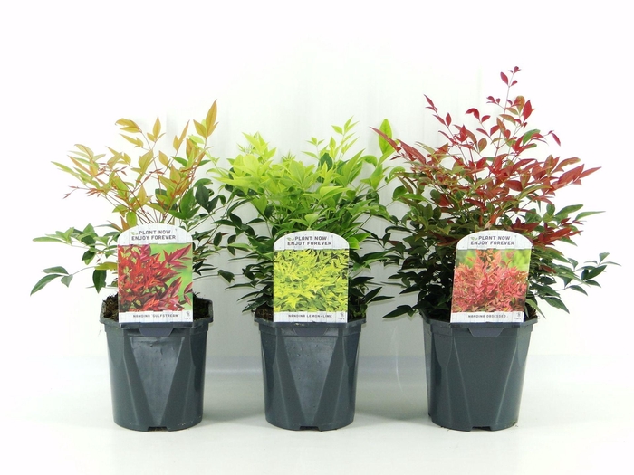 Nandina domestica