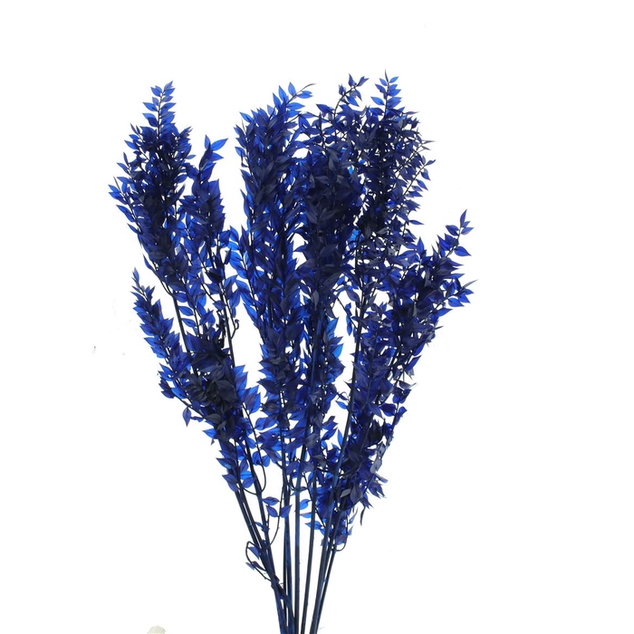 Pres Ruscus Soft Bleached Dark Blue Per Stem