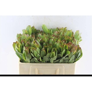 LEUCAD SAF GOLDSTRIK