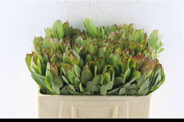 <h4>LEUCAD SAF GOLDSTRIK</h4>