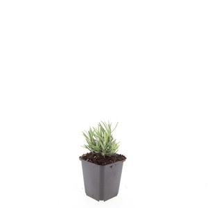 Lavandula angustifolia Rosea