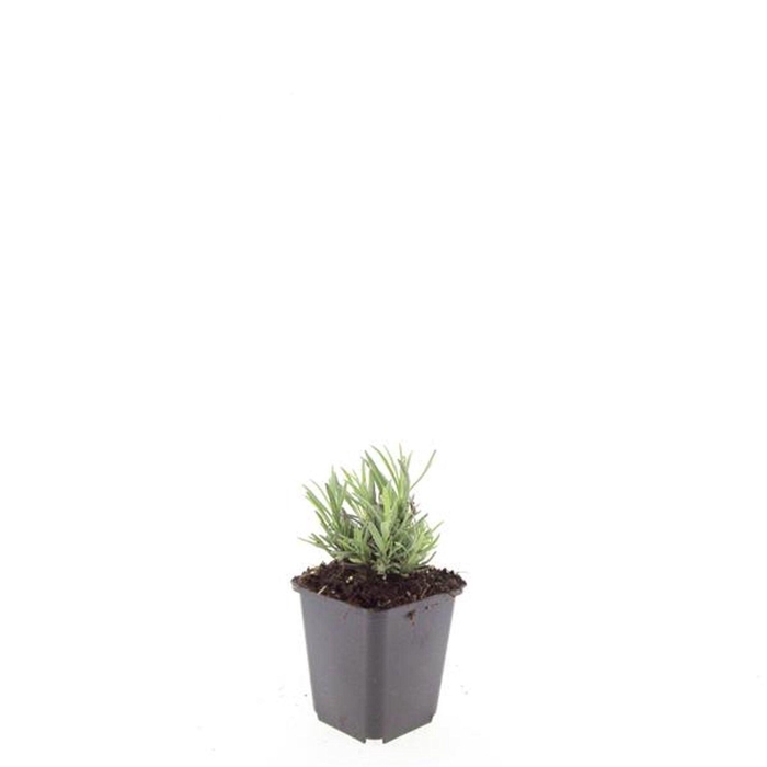 <h4>Lavandula angustifolia Rosea</h4>