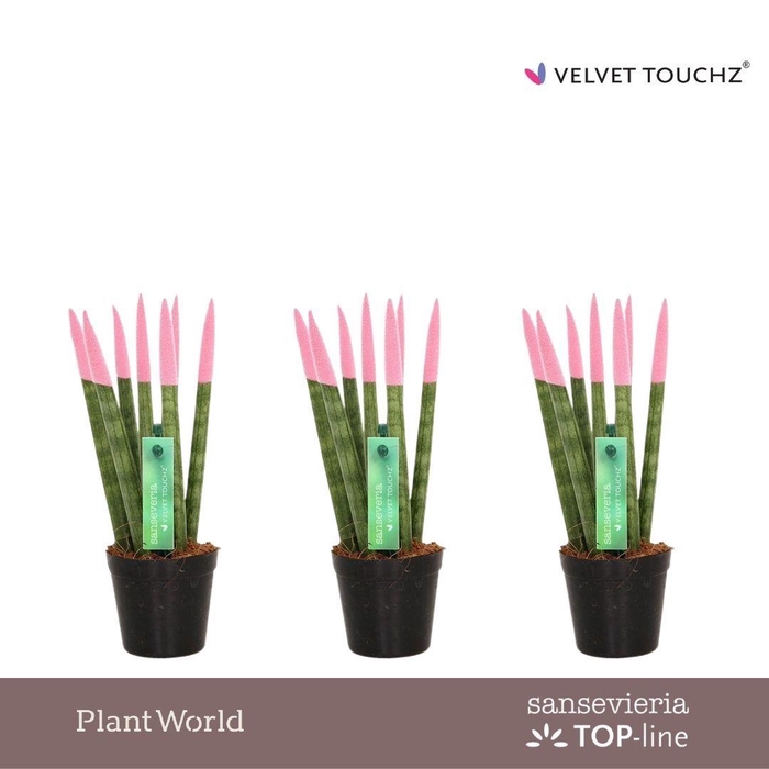 <h4>Sansevieria VELVET TOUCHZ® Pastel Roze</h4>
