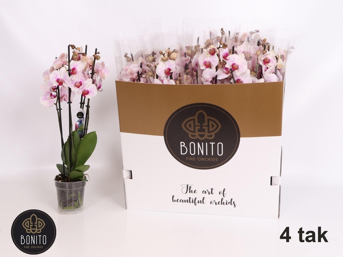 <h4>PHAL AN DENVER</h4>