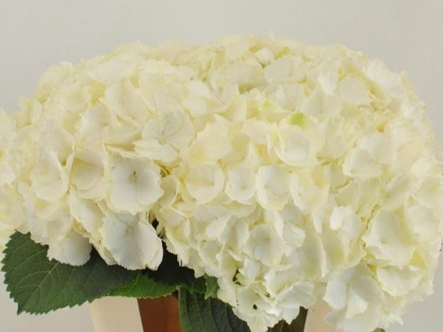 <h4>Hydr M Ch Whi Verena</h4>