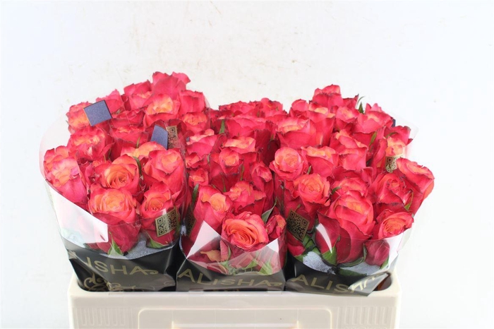 <h4>R Gr Bogart-bb</h4>