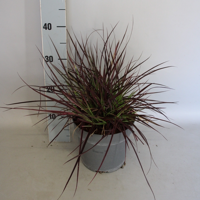 <h4>vaste planten 19 cm  Pennisetum x advena Fireworks</h4>