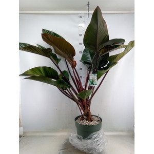 Philodendron  'Red Beauty'