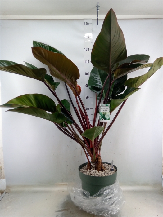 <h4>Philodendron  'Red Beauty'</h4>