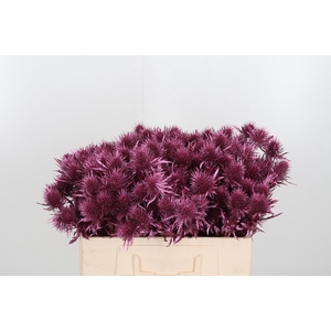 Eryn Supernova Kl Bh Metallic Rose