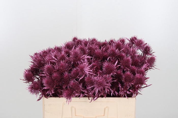 <h4>Eryn Supernova Kl Bh Metallic Rose</h4>