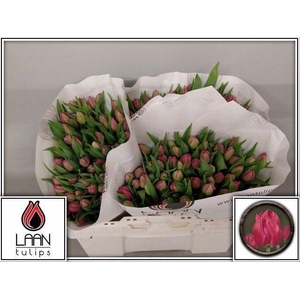 TU DU QUEEN OF MARVE