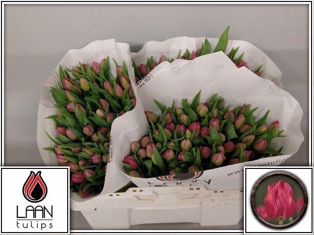 <h4>TU DU QUEEN OF MARVE</h4>