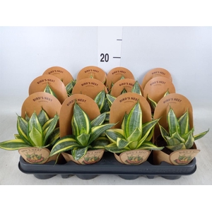 Sansevieria trifa. 'Golden Hahnii'