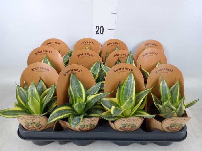 <h4>Sansevieria trifa. 'Golden Hahnii'</h4>