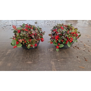 Gaultheria pro. Big Berry