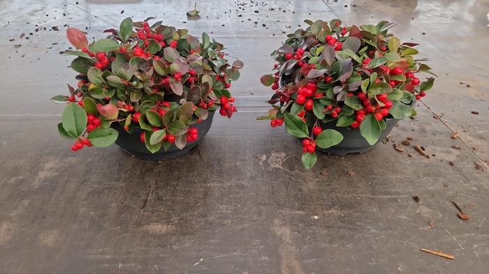 <h4>Gaultheria pro. Big Berry</h4>