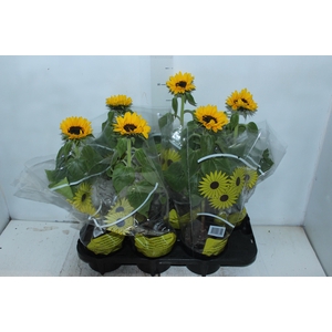 GIRASSOL MINI SUN BRIGHT P15