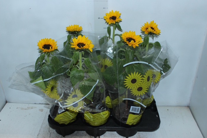 <h4>GIRASSOL MINI SUN BRIGHT P15</h4>
