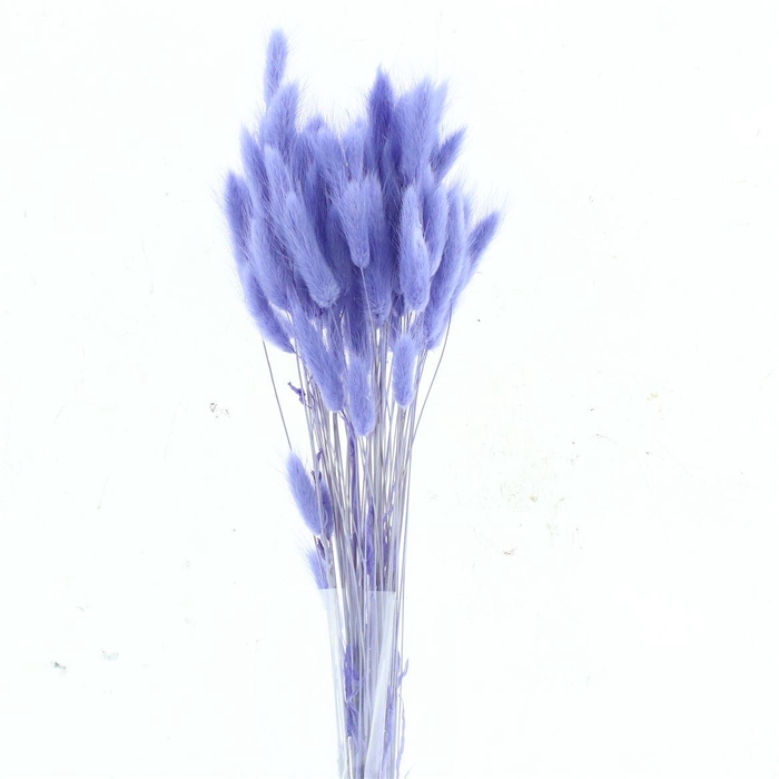 <h4>Dried Lagurus Bleached Milka Bs</h4>