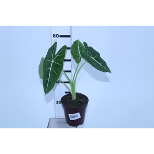 ALOCASIA P12