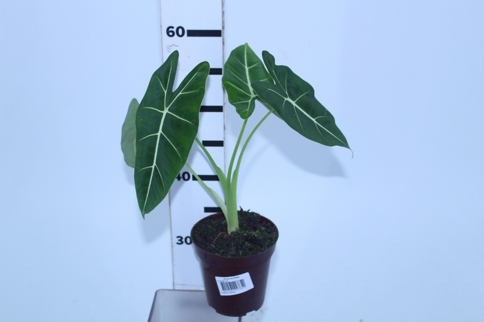 ALOCASIA P12