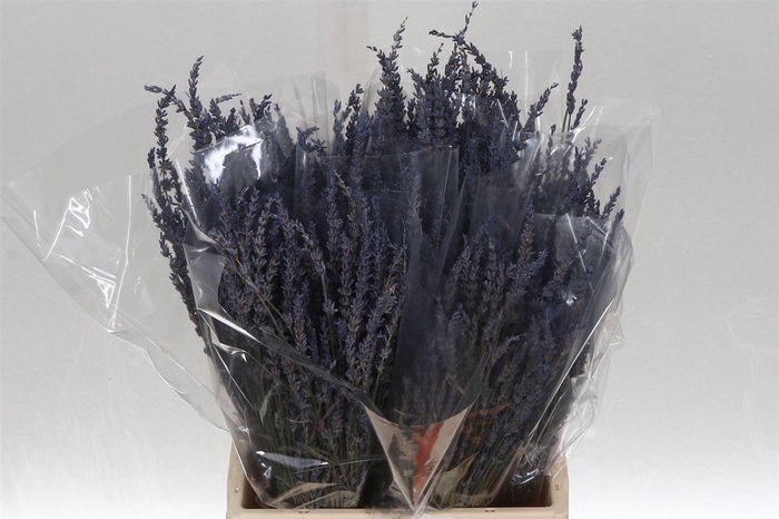 <h4>Lavendel (p. Bos)</h4>