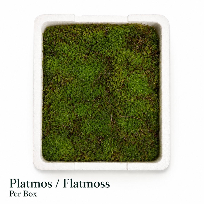 <h4>PLAGIOTH CURVIFOL</h4>