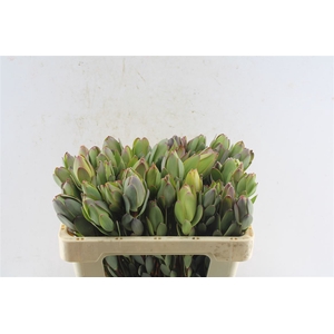 Leucad Discolor