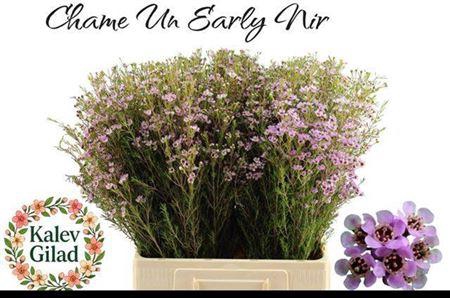 <h4>Chame Un Early Nir</h4>