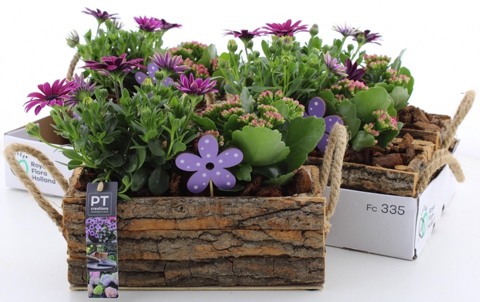 <h4>ARR TUINPLANTEN</h4>