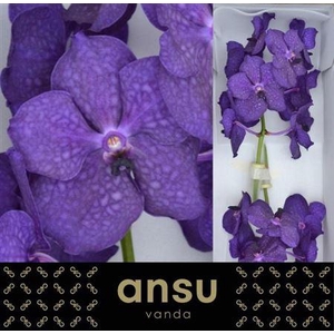 Vanda Ni Deep Blue