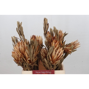 Dried Protea Repens